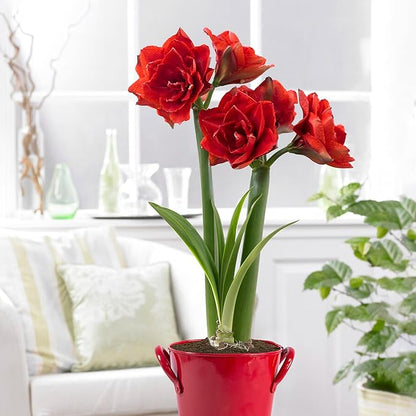 Garden State Bulb Red Double Amaryllis Bulb Gift Kit, 26/28cm (Red Planter)
