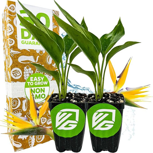 Yellow Bird of Paradise Live Plant - Strelitzia Reginae by Wellspring Gardens - Mandela’s Gold Tropical Flowering Perennial, Exotic Indoor/Outdoor Houseplant, Easy Care, Low Maintenance (2-Pack)
