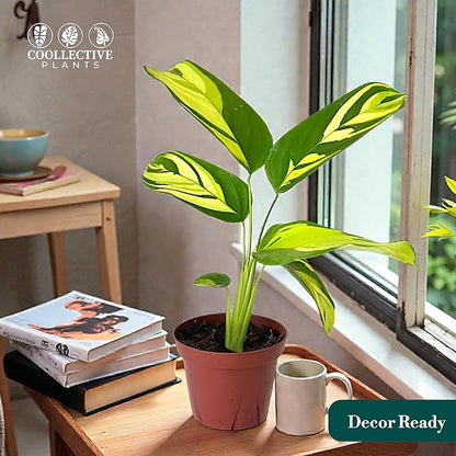 Calathea Pilosa | Live Plant in a 6″ Growers Pot, Live Indoor Houseplant, Easy to Grow, Easy Care, Low Maintenance, Includes UniHeat Pack for Winter Protection