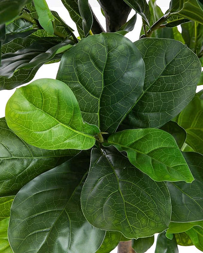 Fiddle Leaf Fig Tree 6ft Tall Artificial Tree in Plastic Pot Fake Ficus Lyrata Plants with 184 Decorative Fiddle Leaves Faux Fig Trees for Home Office Living Room Decor Indoor Outdoor