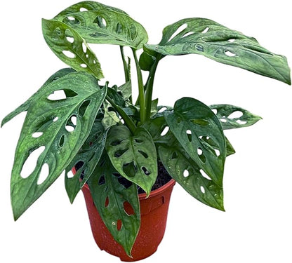 CoollectivePlants Monstera Swiss Cheese – Live Monstera Adansonii Plant in 6″ Grower’s Pot, Indoor Swiss Cheese Houseplant, Includes UniHeat Pack for Winter Protection