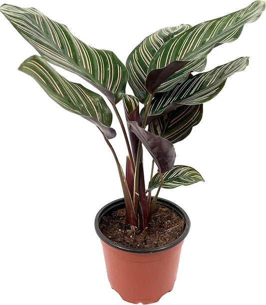 Pin Stripe Calathea - Live Plant in a 4 Inch Pot - Calathea Ornata - Beautiful Easy to Grow Air Purifying Indoor Plant