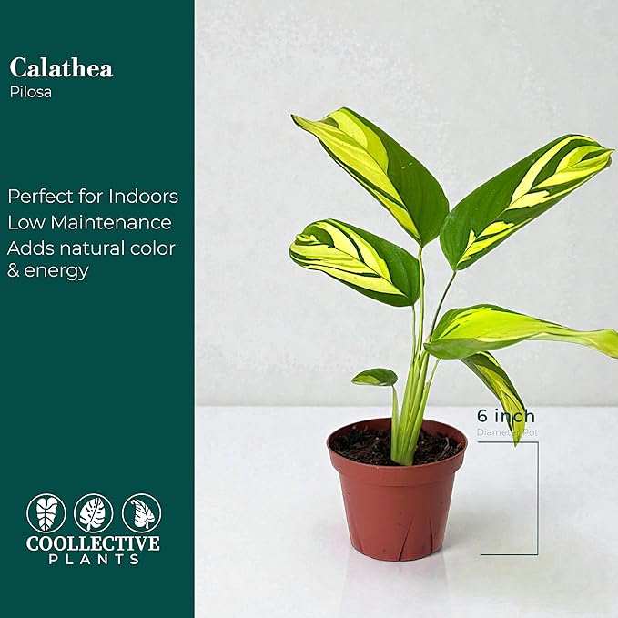 Calathea Pilosa | Live Plant in a 6″ Growers Pot, Live Indoor Houseplant, Easy to Grow, Easy Care, Low Maintenance, Includes UniHeat Pack for Winter Protection