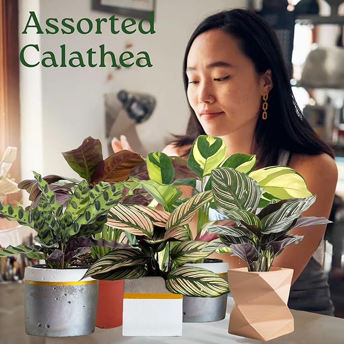 Calathea Assorted Starter Pack - Calathea Live Plants 5 Pack in 2 inch Pot- Pet Safe Air Purifying Indoor House Plants Flowers for Home Office Wedding Decor & Birthday Gift (Heat Pack Included)