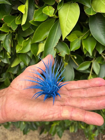 Air Plants - Tillandsia Ionantha - Organically Enhanced Color - Live Arrival Guaranteed - House Plants for Home Decor & Gift (2 Tone 4pk) (4pk Mix 2-Tone Mix Barrels)