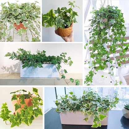 Trailing English Ivy Live Plant, Hardy Green Ivy Plants in 4" Pot, Climbing Plants Outdoor Garden, Easy Care House Plant