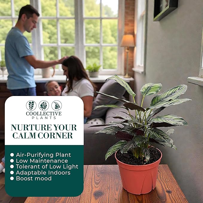 Calathea Beauty Star | Live Plant in a 4 Inch Growers Pot, Live Indoor, Easy to Grow, Easy to Care, and Low Maintenance Houseplant (6" Pot)