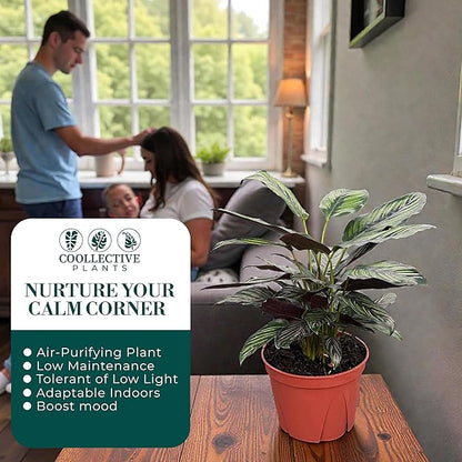 Calathea Beauty Star | Live Plant in a 4 Inch Growers Pot, Live Indoor, Easy to Grow, Easy to Care, and Low Maintenance Houseplant (6" Pot)