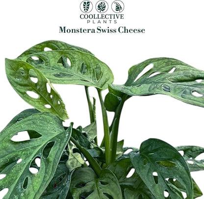 CoollectivePlants Monstera Swiss Cheese – Live Monstera Adansonii Plant in 6″ Grower’s Pot, Indoor Swiss Cheese Houseplant, Includes UniHeat Pack for Winter Protection