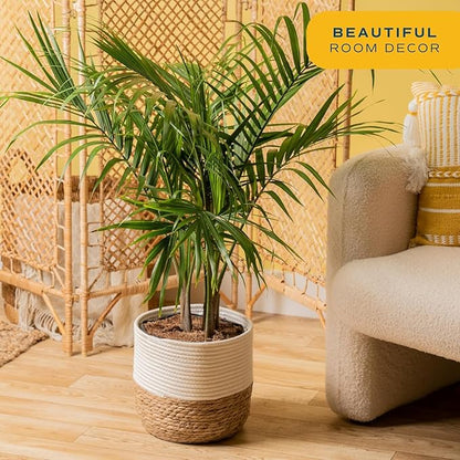 Costa Farms Majesty Palm Tree, Live Indoor Plant Potted in Grower Pot, Tropical Houseplant in Potting Soil, Patio Home Decor or Room Decor, Housewarming, 3-4 Feet Tall