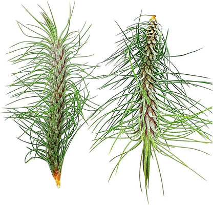 ragnaroc Air Plants - Colombian Tillandsia Funckiana, Large 5" - 2ct - Live Arrival Guaranteed - House Plants for Home Decor & Gift