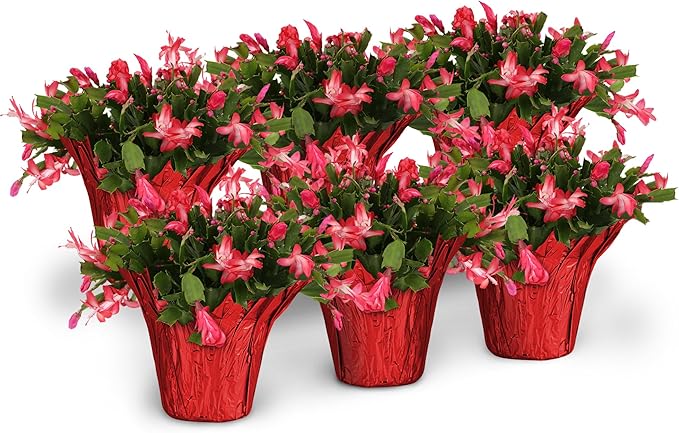 Green Circle Growers 6-Pack Live Christmas Cactus Plants in Red Pot Covers – Festive Holiday Décor & Gift