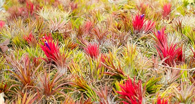 Air Plants - Tillandsia Ionantha - Organically Enhanced Color - Live Arrival Guaranteed - House Plants for Home Decor & Gift (3pk Blue Bell Tan Singles)