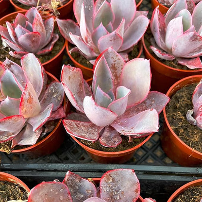 Live Succulent Plants Echeveria Afterglow, Rare Succulents Fully Rooted in 4" Pots with Soil, Easy-Care House Plant, with Heat Pack for Winter Shipping