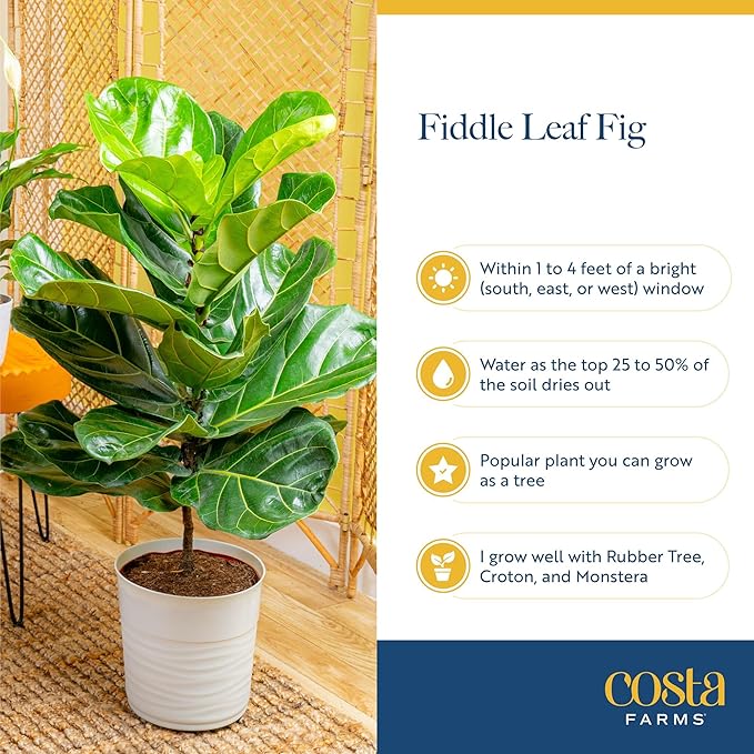 Costa Farms Little Fiddle Leaf Fig Live Plant in Decorative Pot, Indoor Houseplant, Perfect for Home, Room, or Office Decor, Great House Warming or Birthday Gift, 12-18 Inches Tall