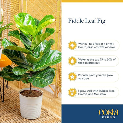 Costa Farms Little Fiddle Leaf Fig Live Plant in Decorative Pot, Indoor Houseplant, Perfect for Home, Room, or Office Decor, Great House Warming or Birthday Gift, 12-18 Inches Tall