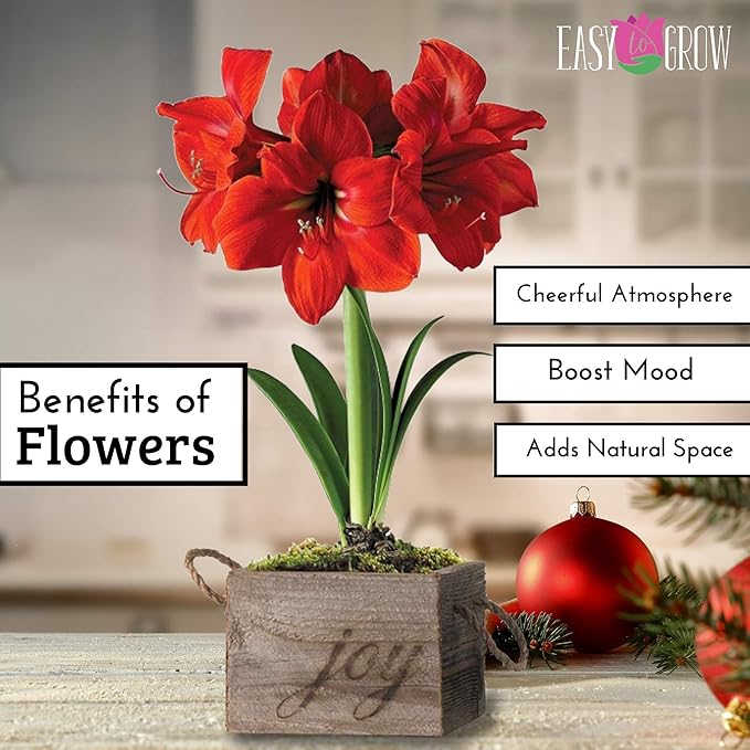 Easy to Grow Amaryllis Ferrari Red - 1 Planted Flower Bulb in a Ceramic Holiday Square Gift, Blooms Indoors for Holidays in 4 to 8 Weeks
