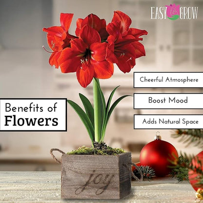 Easy to Grow Amaryllis Ferrari Red - 1 Planted Flower Bulb in a Ceramic Holiday Square Gift, Blooms Indoors for Holidays in 4 to 8 Weeks