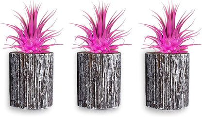 Air Plants - Tillandsia Ionantha - Organically Enhanced Color - Live Arrival Guaranteed - House Plants for Home Decor & Gift (3pk Rose Pink + White Barrels)