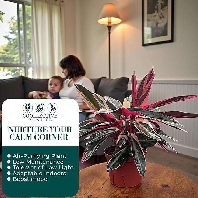 CoollectivePlants Stromanthe Triostar – Live Plant in 6″ Growers Pot, Easy Care Indoor Plant, Low Maintenance Houseplant, Rare House Plants Live