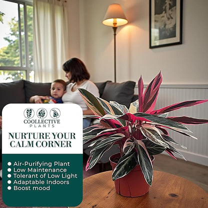 CoollectivePlants Stromanthe Triostar – Live Plant in 6″ Growers Pot, Easy Care Indoor Plant, Low Maintenance Houseplant, Rare House Plants Live