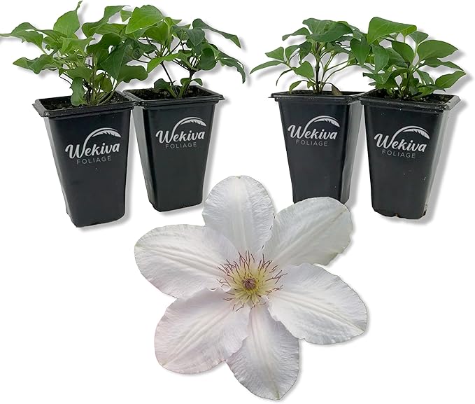 Clematis Guernsey Flute - 4 Live Starter Plants in 2 Inch Growers Pots - Starter Plants Ready for The Garden - Rare Clematis for Collectors