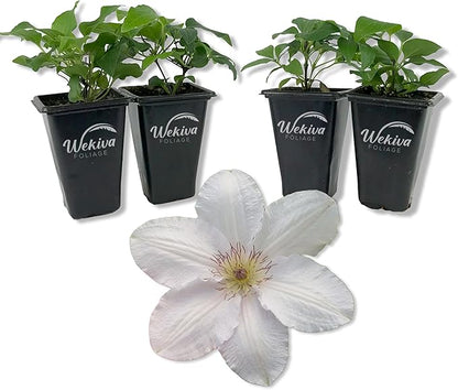 Clematis Guernsey Flute - 4 Live Starter Plants in 2 Inch Growers Pots - Starter Plants Ready for The Garden - Rare Clematis for Collectors