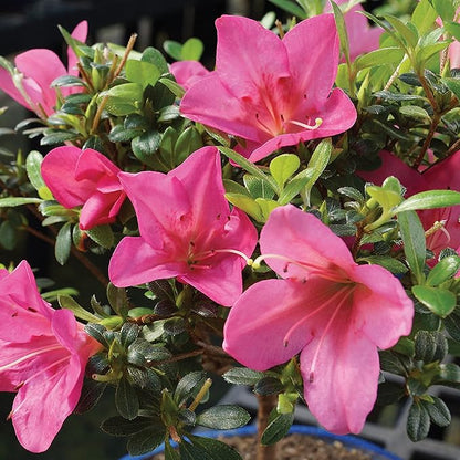 Brussel's Bonsai Live Satsuki Azalea Flowering Bonsai Tree - Large, 8 Years Old, 10 to 14 in - Ceramic Bonsai Pot
