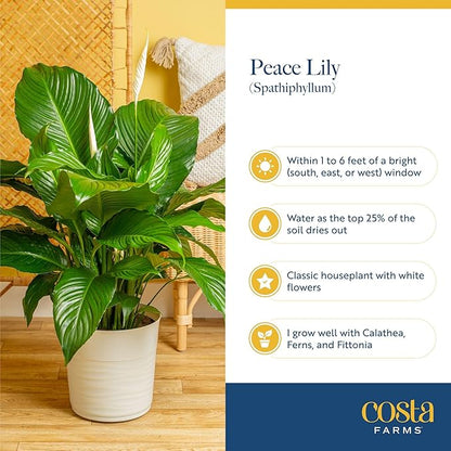 Costa Farms Peace Lily Live Plant in Decorative Pot, Air Purifying Flowering Indoor Houseplant, Perfect for Home, Room, or Office Decor, Great House Warming or Birthday Gift, 14-24 Inches Tall