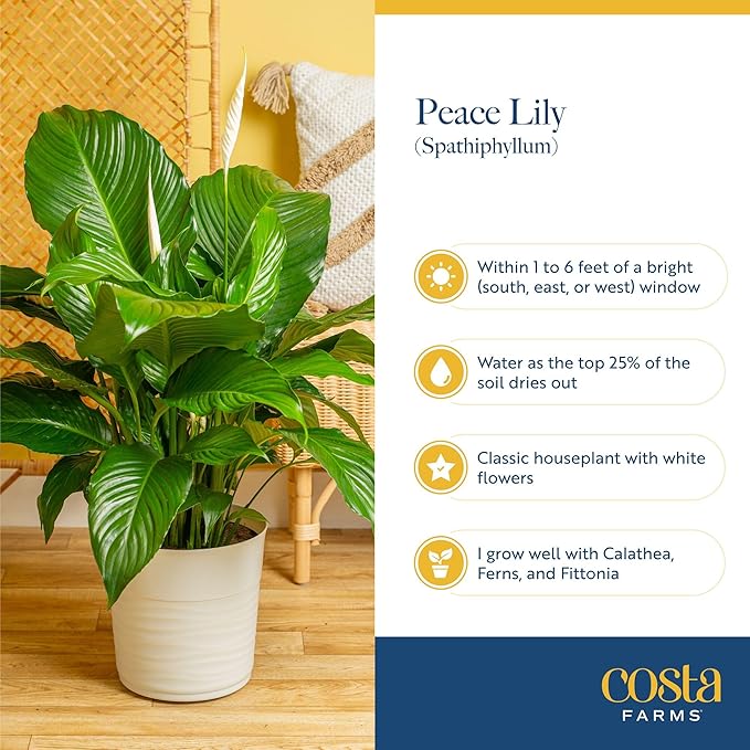 Costa Farms Peace Lily Live Plant in Decorative Pot, Air Purifying Flowering Large Indoor Houseplant, Perfect for Home, Room, or Office Decor, Great House Warming or Birthday Gift, 2-3 Feet Tall