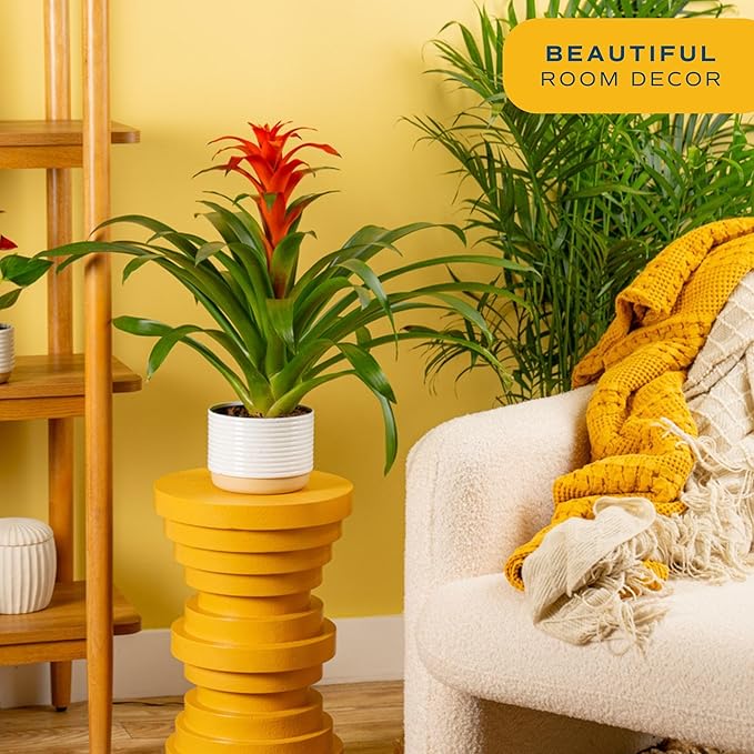 Costa Farms Bromeliad Live Plants (Pack of 2) - Blooming Flowers, 20-Inches Tall | Live Indoor Houseplants in Flower Pots | Assorted Colors | Housewarming Gift, Home, Office, Room Decor