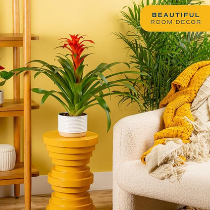 Costa Farms Bromeliad Live Plants (Pack of 2) - Blooming Flowers, 20-Inches Tall | Live Indoor Houseplants in Flower Pots | Assorted Colors | Housewarming Gift, Home, Office, Room Decor