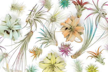 Light Blue Colorful Tillandsia Air Plants -Long Lasting Color Enhanced Live Tillandsia Succulent House Plants - Home and Garden Decor -Easy Care Indoor/Outdoor Plants (Mini Xerographica, Single)