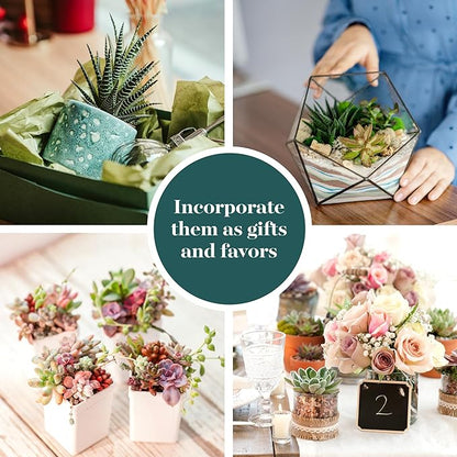 Shop Succulents Assorted Succulent Plant Pack Collection - Live Mini Succulent Plants, Low Maintenance, Mixture of Colors & Textures - Wedding and Party Favors, Gift & Garden, Pack of 5