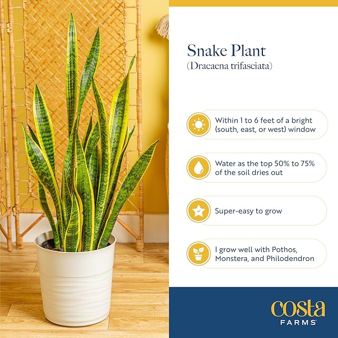 Costa Farms Snake Plant, Live Plant in Plastic Pot, Easy to Maintain, Air Purifying Large Indoor Succulent Houseplant, Assorted Variety, Home, Room, or Office Decor, House Warming Gift, 2-3 Feet Tall