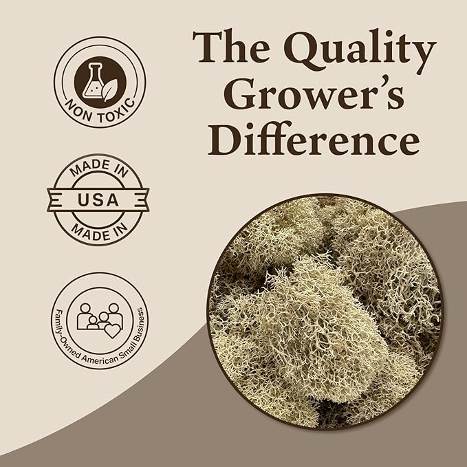 Preserved Reindeer Moss - Moss for Crafts, Home Decor, Art, Design & DIY Projects - Non-Toxic - USA Made (Natural, Standard Box)
