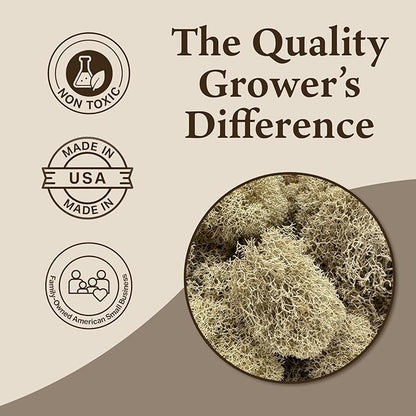 Preserved Reindeer Moss - Moss for Crafts, Home Decor, Art, Design & DIY Projects - Non-Toxic - USA Made (Natural, Standard Box)