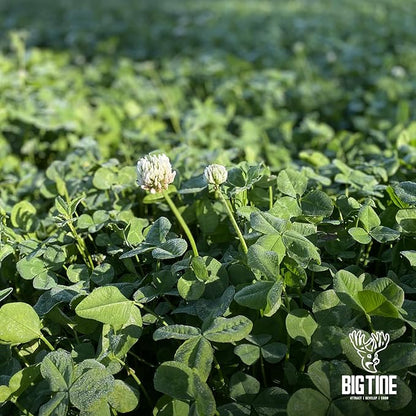 Big Tine Food Plot Mix, Deer Attractant, Foundation Clover, Premium Clover Mix, 4 lbs Bag, Perennial, Great for Food Plots, High Drought Tolerance
