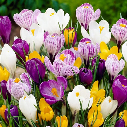 Giant Crocus Bulb Mix, 25 Exclusive Flower Bulbs, Mix of 5 Varieties from Holland, Real Hardy and Perennial Crocus Tubers/Flowers (no Seeds) for Garden, Pots and Balcony