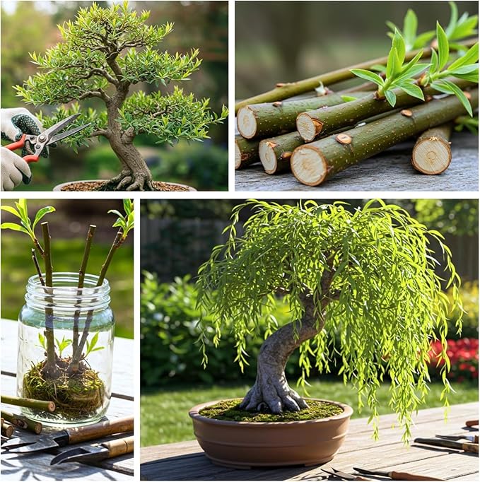 Dwarf American Weeping Willow Bonsai Tree Cutting to Grow - Fast Growing, Indoor/Outdoor Bonsai Material