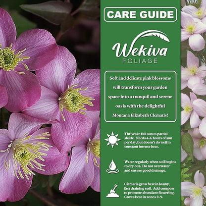 Clematis Montana Elizabeth - 3 Live Starter Plants in 2 Inch Growers Pots - Starter Plants Ready for The Garden - Rare Clematis for Collectors