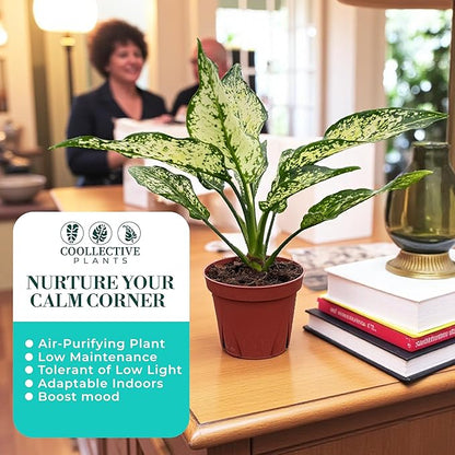 Aglaonema Snow White, Spring Snow, Live Plant in a 4 Inch Growers Pot, Live Indoor, Easy to Grow, Easy to Care, and Low Maintenance Houseplant,White Plants