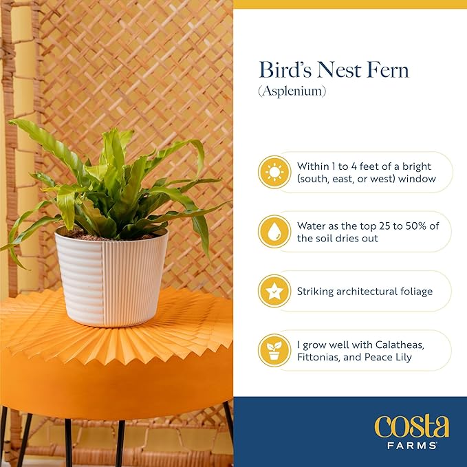 Costa Farms Bird's Nest Fern Live Plant in Decorative Pot, Air Purifying Indoor Houseplant, Perfect for Home, Room, or Office Decor, Great House Warming or Birthday Gift, 12-18 Inches Tall
