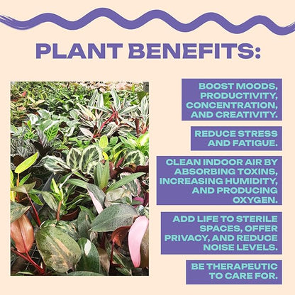 Calathea Picturata, Live Plant in a 4 Inch Growers Pot, Live Indoor, Easy to Grow, Easy to Care, and Low Maintenance Houseplant (4" pots Wide)