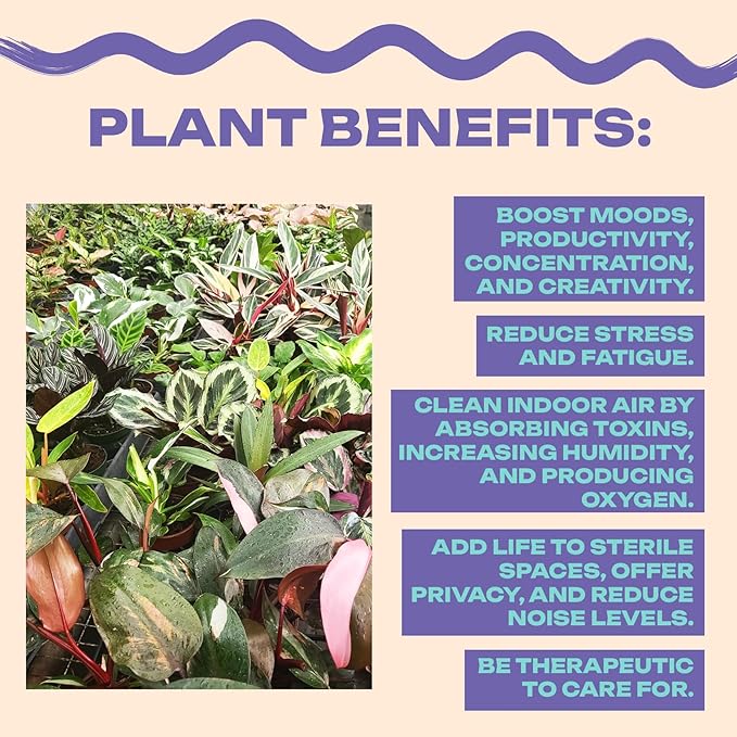 CoollectivePlants Calathea Rosceapicta Dottie – Live Calathea Plant in 4″ Growers Pot, Easy to Grow Live Indoor Plant, Low Maintenance Houseplant