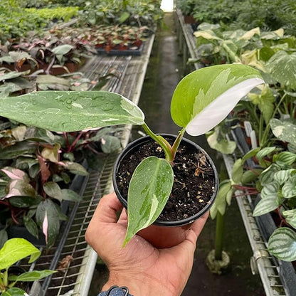 Philodendron White Princess Live Plant for Indoor | Different Houseplants in 4'' & 6'' Pot | Real House Plant for Living Room, Office, Desk & Bathroom | erubescens White Princess
