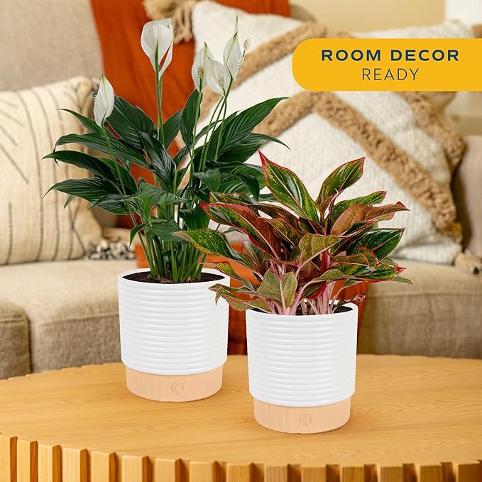 Costa Farms Live Indoor Houseplants (2 Pack) Peace Lily, Chinese Evergreen in Decor Planter Pot, Potting Soil Mix, Birthday, Housewarming Gift, 1 Foot Tall