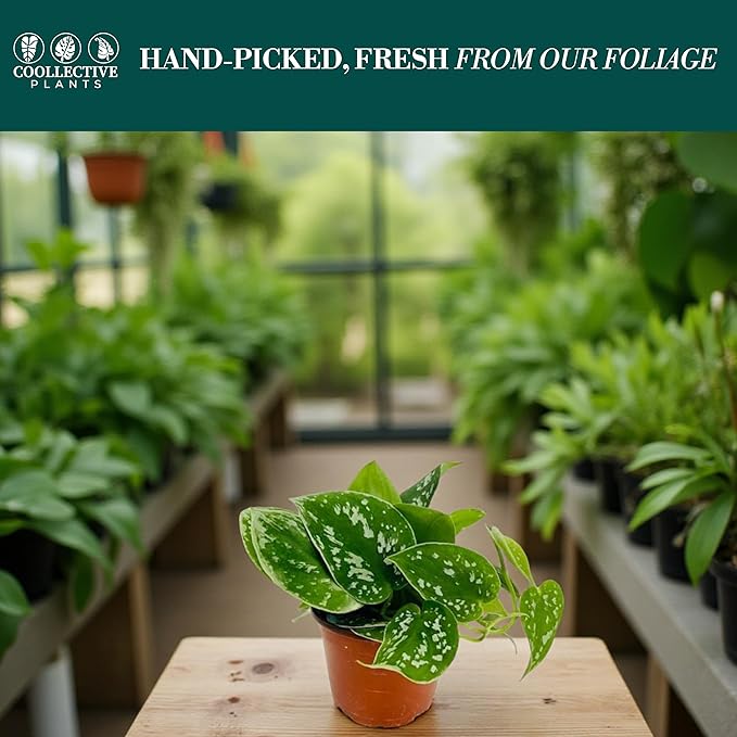 Pothos Satin – Live Plant in 4″ Grower’s Pot, Easy to Grow Low Maintenance Indoor Houseplant, Live Indoor, Includes UniHeat Pack for Winter Protection
