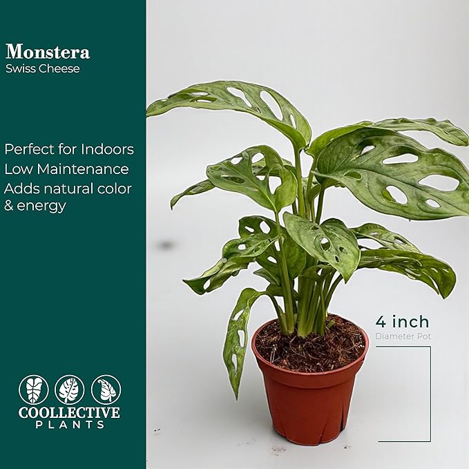 CoollectivePlants Monstera Swiss Cheese – Live Monstera Plant in 4″ Grower’s Pot, Easy Care Indoor House Plants Live and Low Maintenance Indoor Plant