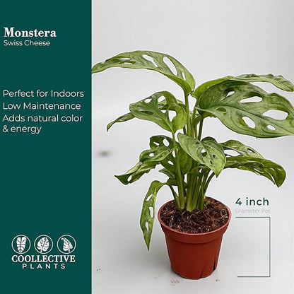 CoollectivePlants Monstera Swiss Cheese – Live Monstera Plant in 4″ Grower’s Pot, Easy Care Indoor House Plants Live and Low Maintenance Indoor Plant